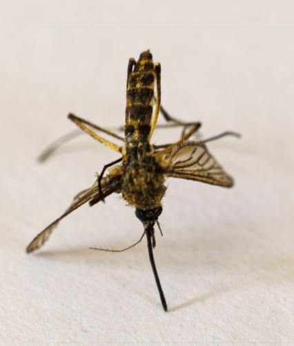 Réf. 342 444 : Culex pipiens